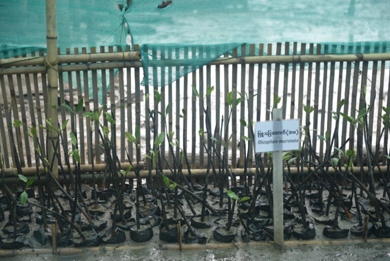 Establishing Myanmar’s First Mangrove Community Forest